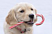 Golden retriever puppy playing with a candy cane