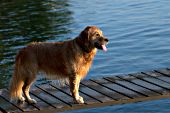 Wet golden retriever standing on a dock at sunset
