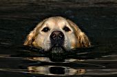 Golden retriever swimming in a lake at sunset