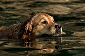 Golden retriever swimming in a lake at sunset