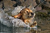 Golden retriever making a splash while jumping in a lake