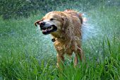 Golden retriever shaking water of hiimself after a swim