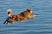 Golden retriever jumping into a lake