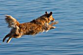Golden retriever jumping into a lake