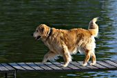 Golden retriever walking on a dock