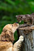 Golden retriever nose-to-nose with a bobcat kitten
