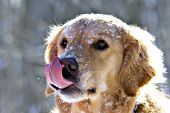 Snowy golden retriever licking her nose