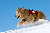Ski patrol rescue dog running down a snow-covered hill