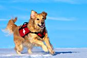 Ski patrol rescue dog running in snow