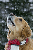 Golden retriever wearing a scarf while looking up at the falling snow