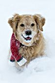 Golden retriever wearing a red scarf while running in deep snow