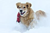 Golden retriever wearing a red scarf while running in deep snow