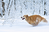 Golden retriever running in snow