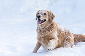 Happy golden retriever playing in snow