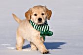 Golden retriever puppy wearing a scarf while running in snow