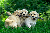 3 golden retriever puppies playing with a stick