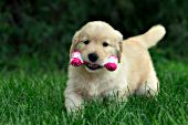Golden retriever puppy playing with a toy in the grass