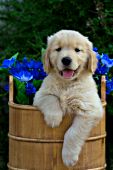 Golden retriever puppy in a wooden bucket