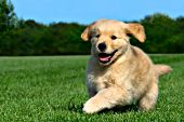 Golden retriever puppy running in the grass