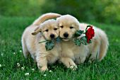 2 golden retriever puppies holding a rose in their mouths