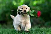 Golden retriever puppy playing with a long-stemmed rose