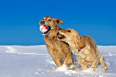 Pair of golden retrievers playing with a ball in snow