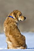 Golden retriever sitting in snow with his back to the camera
