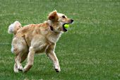 Golden retriever running & playing with a ball in her mouth