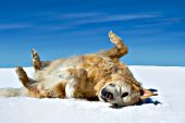 Golden retriever rolling on his back in the snow