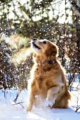 Backlit golden retriever looking up at the falling snow