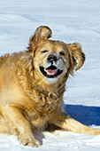 Happy golden retriever playing in the snow