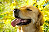 Happy golden retriever and yellow leaves