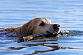 Golden retriever swimming with a stick