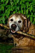 Older golden retriever fetching a stick in a lake