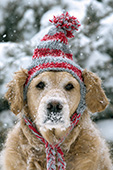 Golden retriever wearing a knit hat in a snowstorm