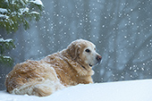Adult golden retriever resting in a snowstorm