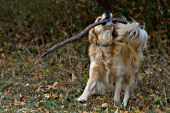 Golden retriever playing with a stick in autumn