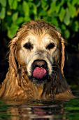 Golden retriever licking water off his nose after swimming
