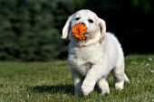 Golden retriever puppy playing with a marigold flower
