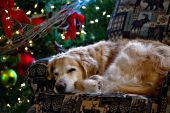 Golden retriever sleeping in a chair by the Christmas tree