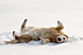 Golden retriever rolling & playing in snow