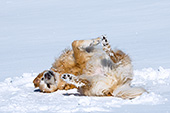 Golden retriever rolling & playing in snow