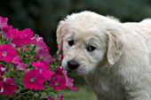 Golden retriever puppy and pink petunias