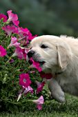 Golden retriever puppy tasting a pink petunia