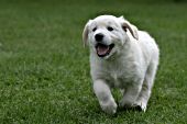 Golden retriever puppy running in the grass