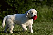 Golden retriever puppy with a red marigold flower in its mouth