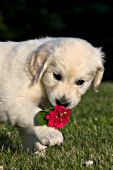 Golden retriever puppy playing with a red marigold flower