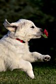Golden retriever puppy running & playing with a red flower