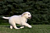 Golden retriever puppy running & playing in the grass