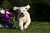 Golden retriever puppy running through the grass